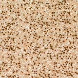 světle hnědý s tečkami